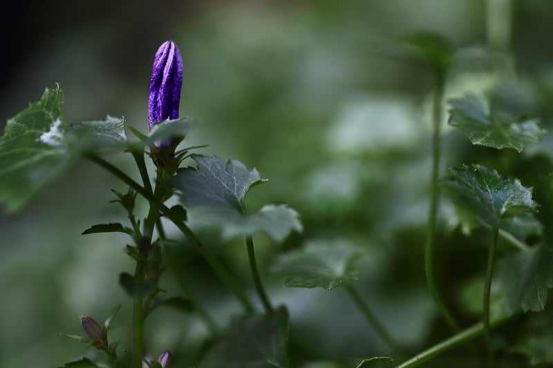 Mystical Floral 2